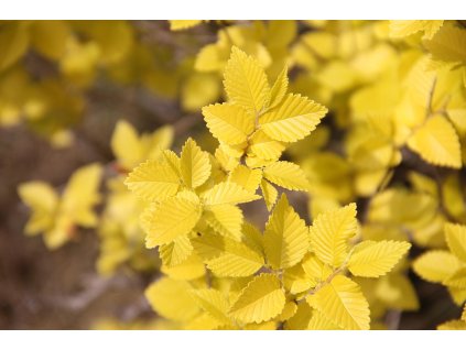 Ulmus minor ‘Wredei’ sloupovitý jilm