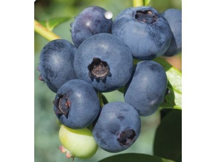 Borůvka kanadská BRIGITTA