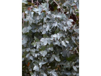 hans leaves 384363 1280