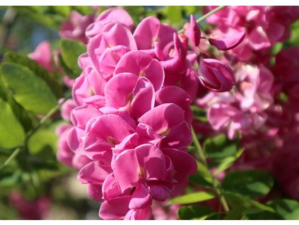 ja2020 false acacia 6322579 1280