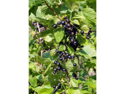 Rybíz černý BEN NEVIS keř