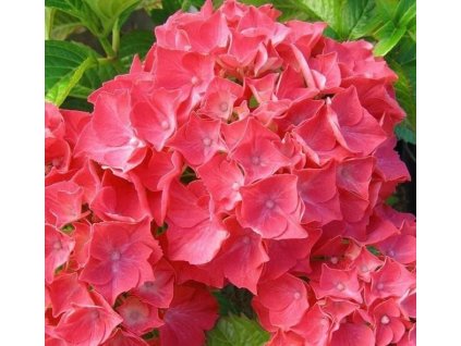 Hortenzie velkolistá ´LEUCHTFEUER´