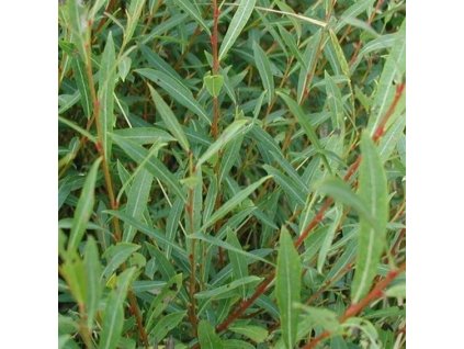 Vrba matsudova  ´TORTUOSA´