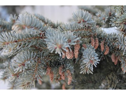 Smrk pichlavý EDITH