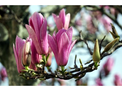 2204574 magnolias 2246445 1280