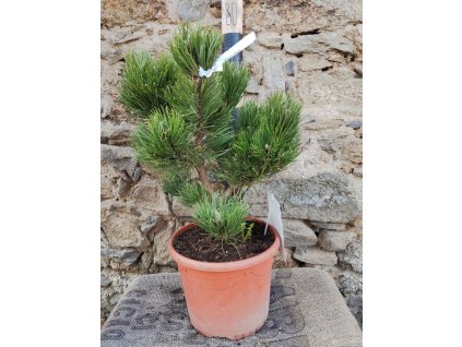 Borovice černá OREGON GREEN