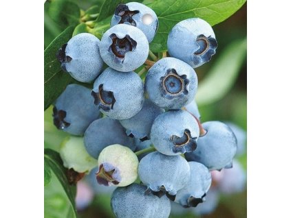 Borůvka kanadská SPARTAN