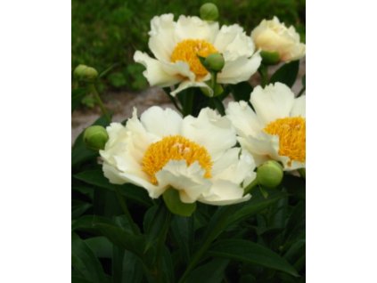 Pivoňka CLAIRE DE LUNE