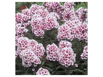 Plamenka latnatá BRIGHT EYES