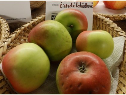 Jabloň ČISTECKÉ - OK 8-10cm, Arbotaška