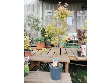 Javor dlanitolistý KATSURA - 40-60cm, K3