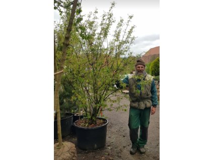 Muchovník lamarkův - 150-175cm, vícekmen