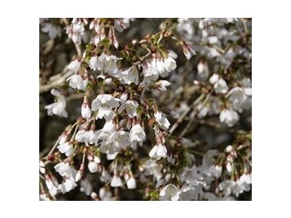 Třešeň dřípená ´OSHIDORI´