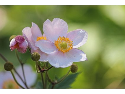 anemone 1593642 1280