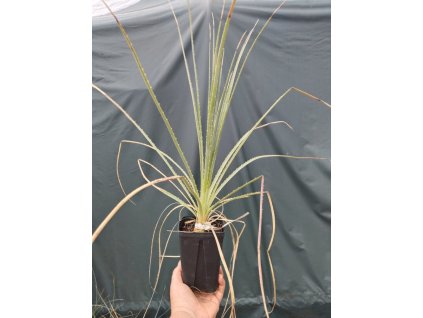 Dasylirion glaucophyllum