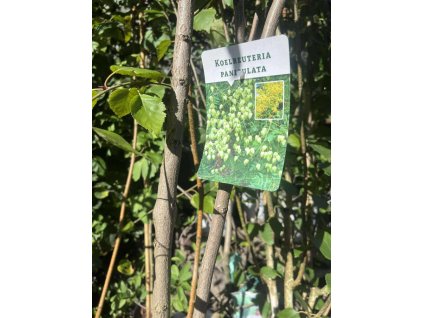 Svitel latnatý - 150-170 cm, K25