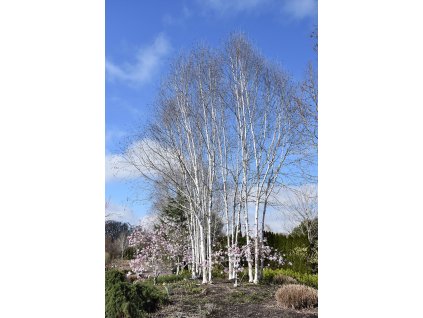 Bříza himalájská (Jacquemontova)