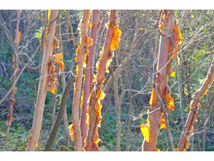 Bříza čínská v. septentrionalis