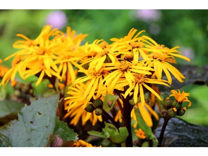 ligularia 3848597 1280