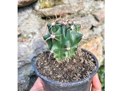 Kaktus Ferocactus horridus