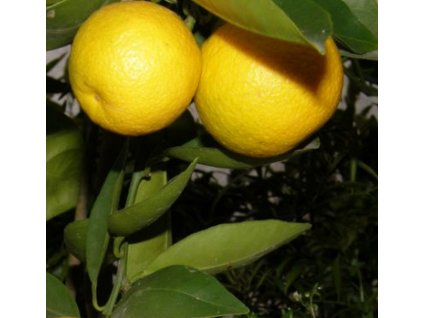 Pomeranč  ´SLÁVA MIČURINA´