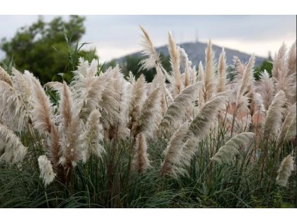 Kortadérie (Pampová tráva) WHITE FEATHER - K2l