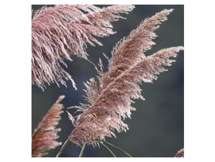 Kortadérie - Pampová tráva ROSEA - K2l