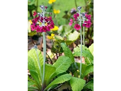 Prvosenka japonská MILLER CRIMSON