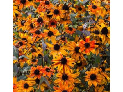 Třapatka trojlaločná PRAIRIE GLOW