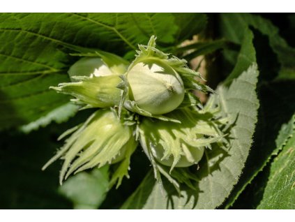 Líska LOMBARDSKÁ ZELENÁ