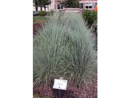 Vousatice metlatá (Prériovka) PRAIRIE BLUES