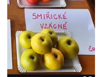 Jabloň SMIŘICKÉ VZÁCNÉ - M26