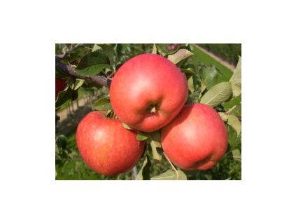 Jabloň TELSE® - M26