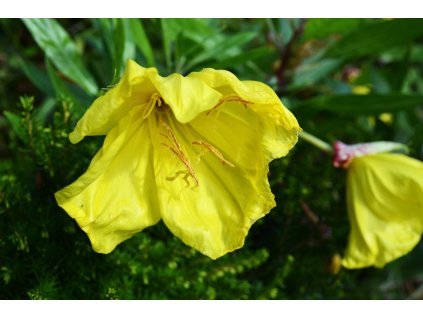 dwarf evening primrose 300439 1280