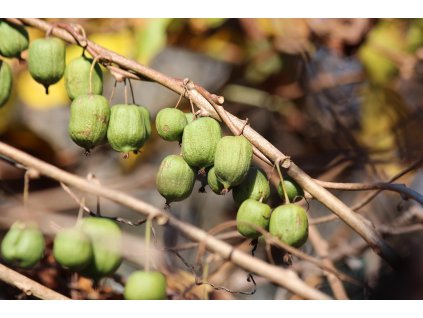 zoosnow actinidia kolomikta 3859658 1280