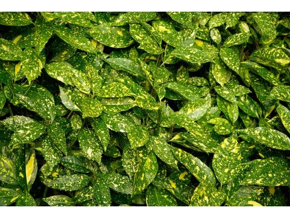 jackmac34 plants 1049330 1280