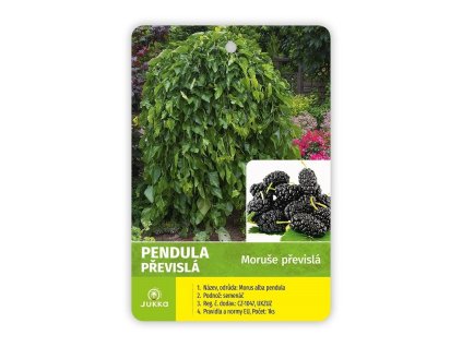 Moruše bílá PENDULA - KM 80-100cm, K