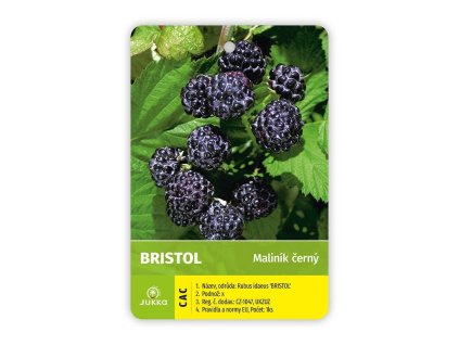 Maliník černoplodý BRISTOL (Black Jewell) - K1