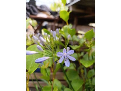 Kalokvět - Agapanthus PETER PAN