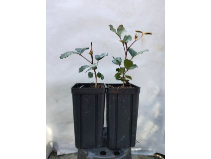 Rohovník obecný - Ceratonia siliqua