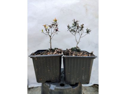 Balmín metlatý CRIMSON GLORY