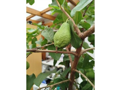 Kvajáva hrušková - Psidium guajava, K1,5
