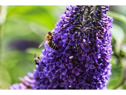 buddleja 6473099 1280