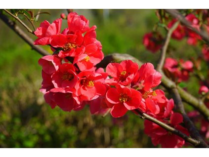 japanese quince 324370 1280