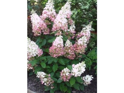 Hortenzie latnatá PINK LADY - 3 leté