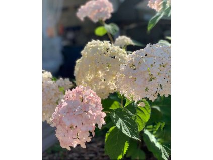 Hortenzie stromečkovitá MARSHMALLOW® - K5