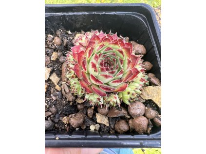 Netřesk DARK BEAUTY