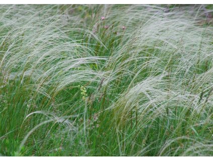 elstef needle grass 6356567 1280