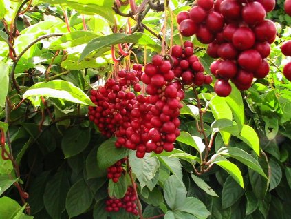 schisandra chinensis 20130208 1899123446