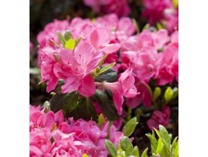 Azalka 'CANZONETTA' - K0,5